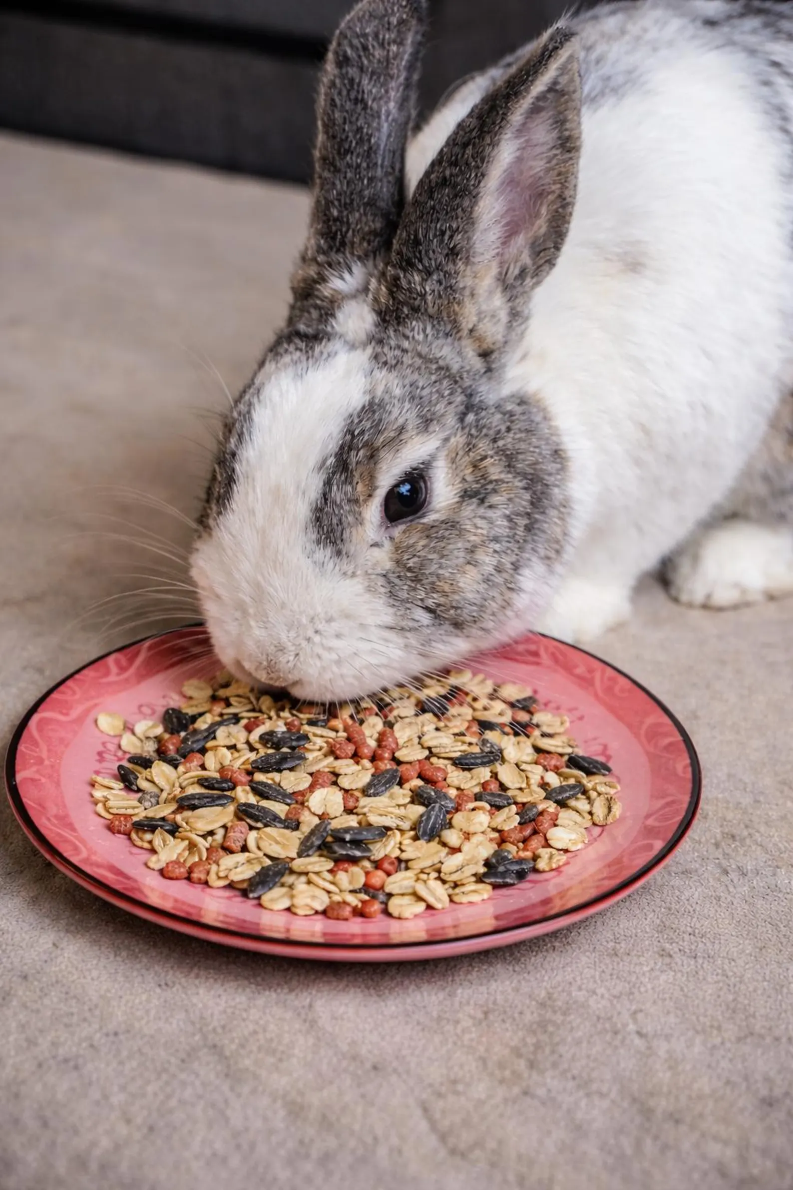 Wellness and Forage
